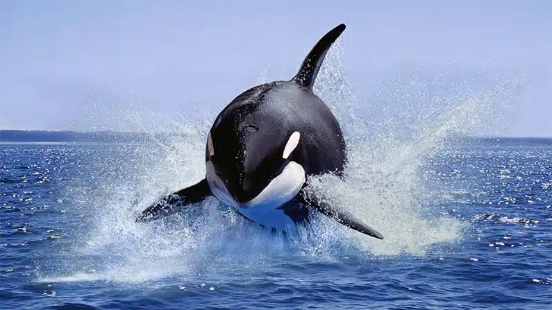 10 animals with the strongest bite force in the world