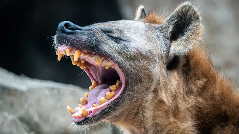 10 animals with the strongest bite force in the world