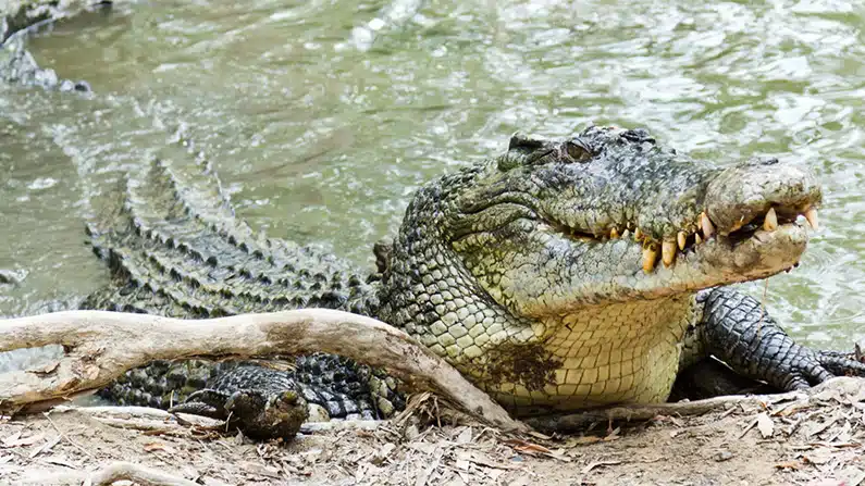 10 animals with the strongest bite force in the world
