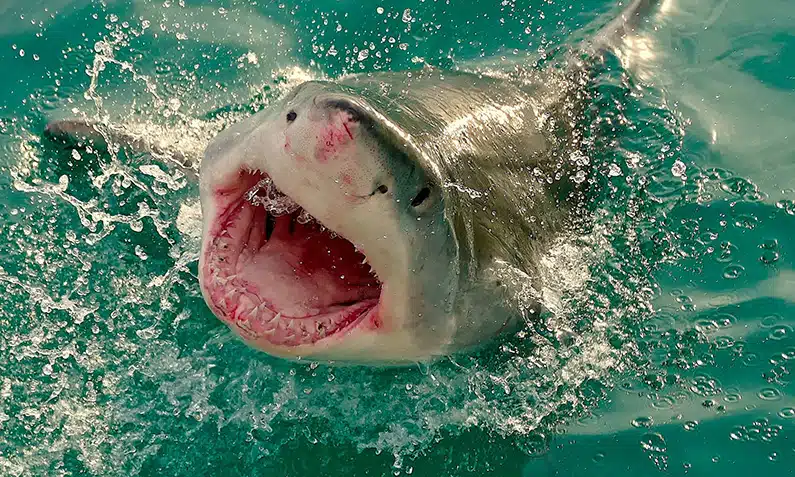 10 animals with the strongest bite force in the world