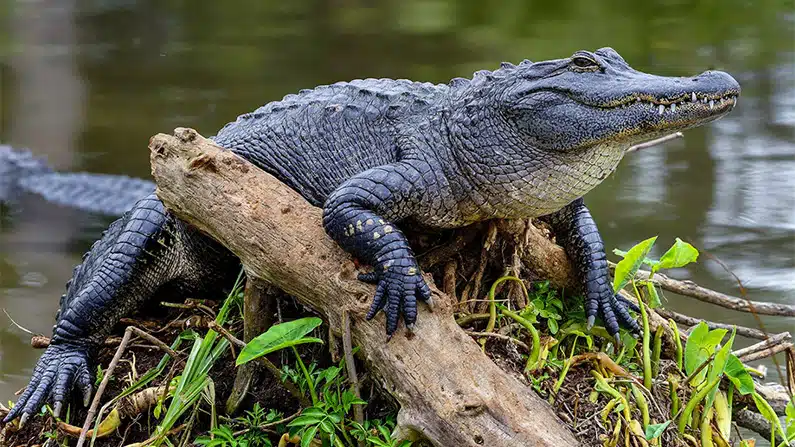 10 animals with the strongest bite force in the world