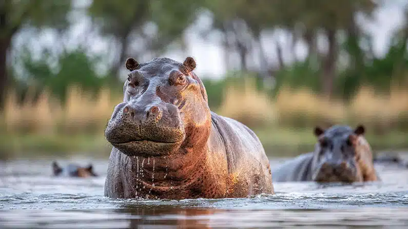 10 animals with the strongest bite force in the world