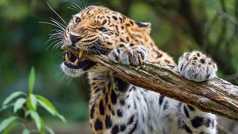 10 animals with the strongest bite force in the world