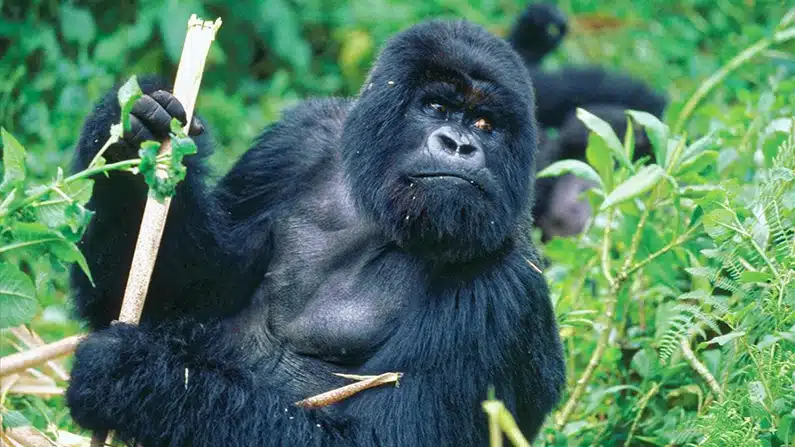 10 animals with the strongest bite force in the world