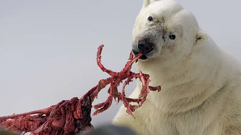 10 animals with the strongest bite force in the world