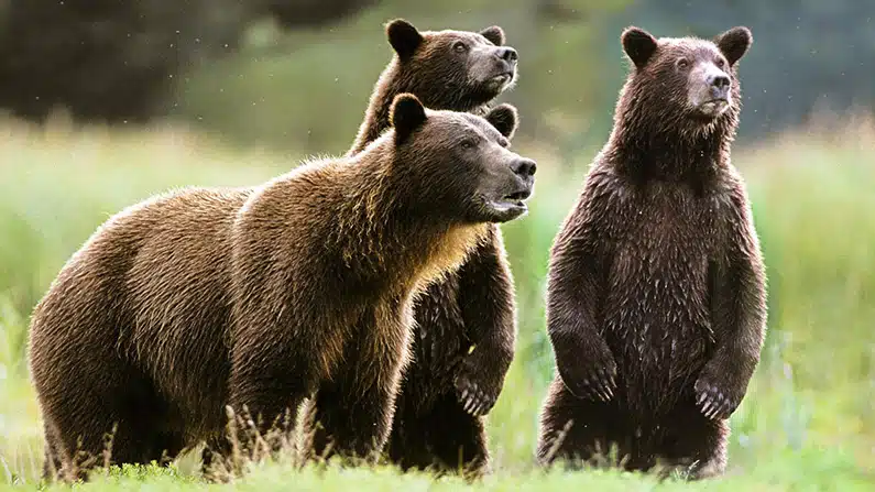 10 animals with the strongest bite force in the world