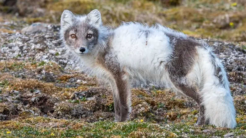 Arctic Foxes: 10 Amazing Facts You Should Know