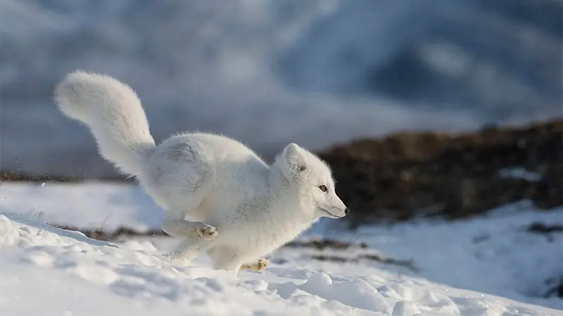 Arctic Foxes: 10 Amazing Facts You Should Know
