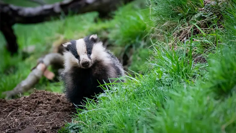 Dig Deeper: 10 Fascinating Facts About Badgers