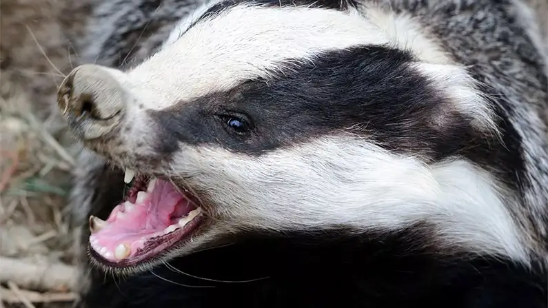 Dig Deeper: 10 Fascinating Facts About Badgers