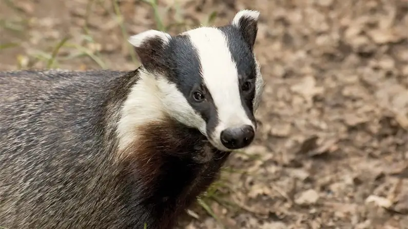 Dig Deeper: 10 Fascinating Facts About Badgers