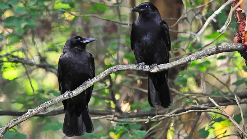 Crows: Nature’s Little Professors – 10 Facts You Didn’t Know