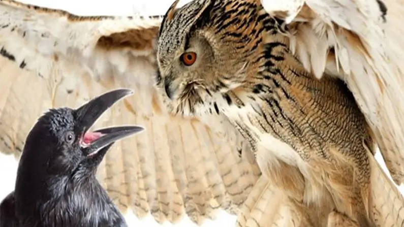 Crows: Nature’s Little Professors – 10 Facts You Didn’t Know