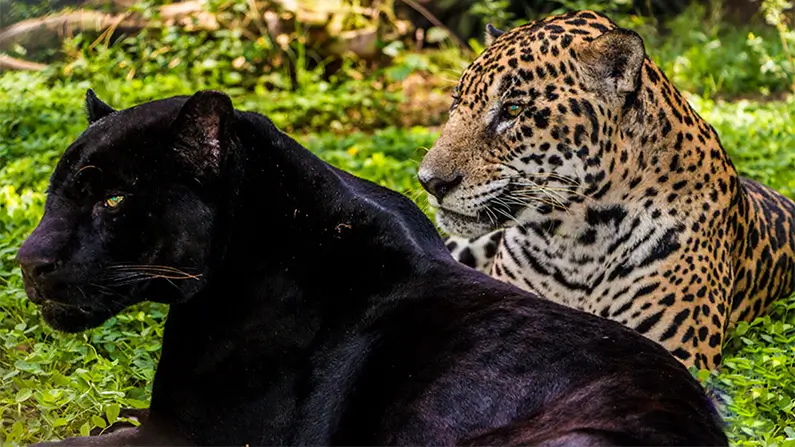 10 Spotted Leopard Facts You Probably Never Knew