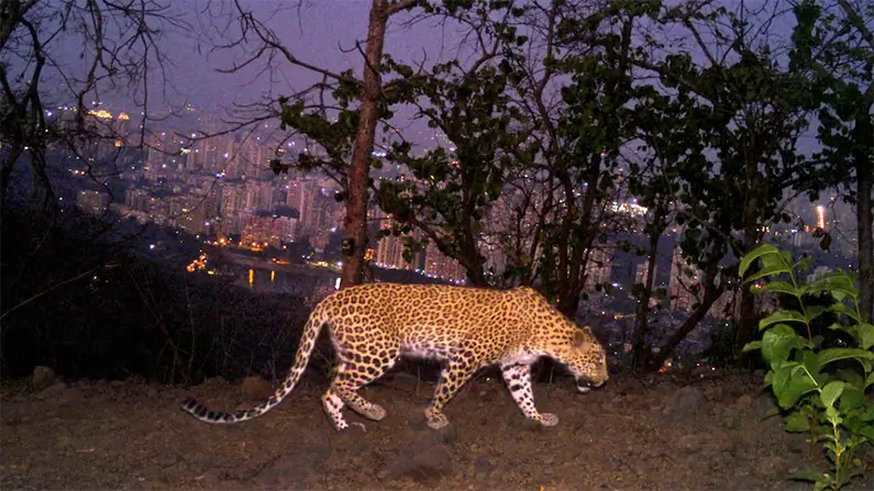 10 Spotted Leopard Facts You Probably Never Knew