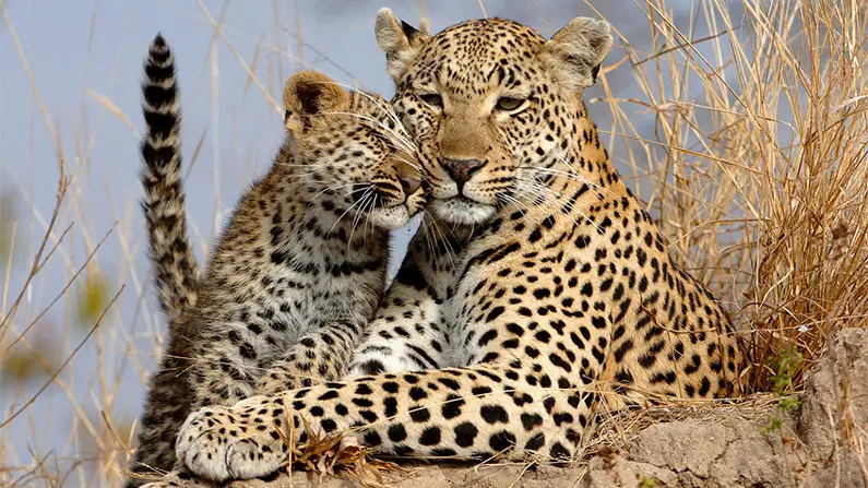 10 Spotted Leopard Facts You Probably Never Knew