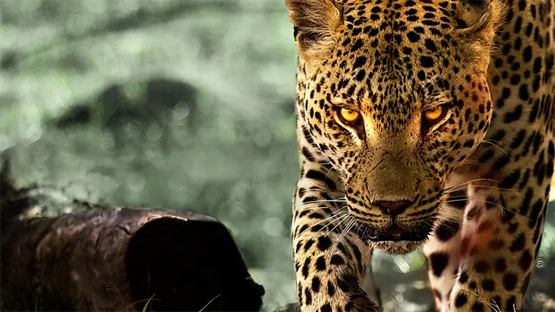 10 Spotted Leopard Facts You Probably Never Knew