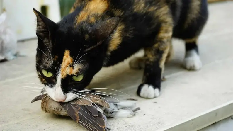 Cats: 10 Astonishing Facts That Will Surprise You