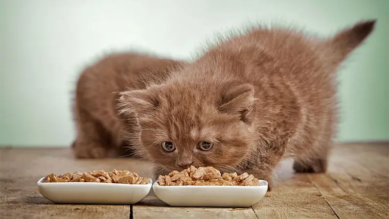 Cats: 10 Astonishing Facts That Will Surprise You