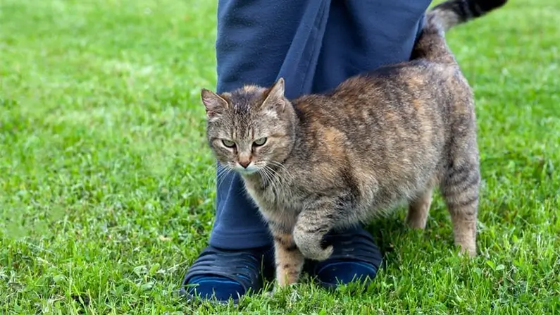 Cats: 10 Astonishing Facts That Will Surprise You