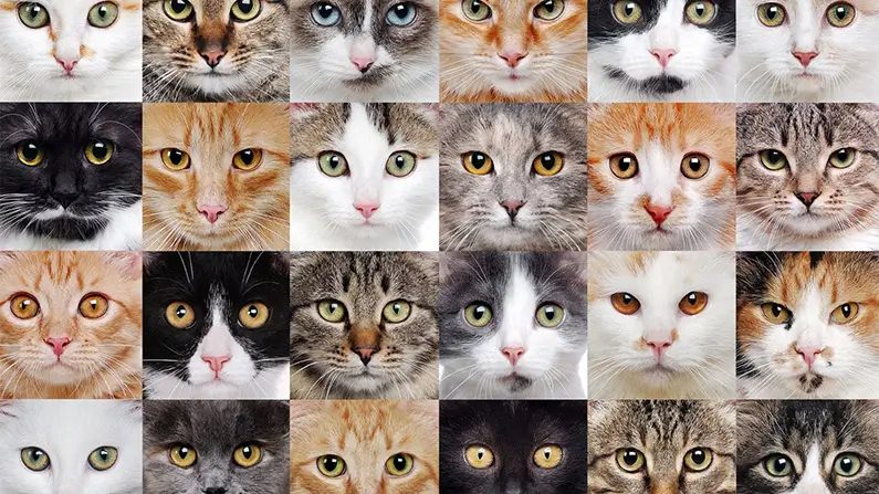 Cats: 10 Astonishing Facts That Will Surprise You