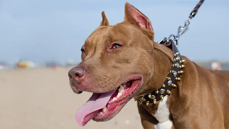 Everything You Need to Know About Dogs: 10 Exciting Facts