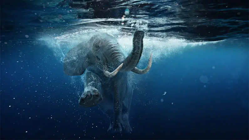 10 Elephant Facts That Will Blow Your Mind