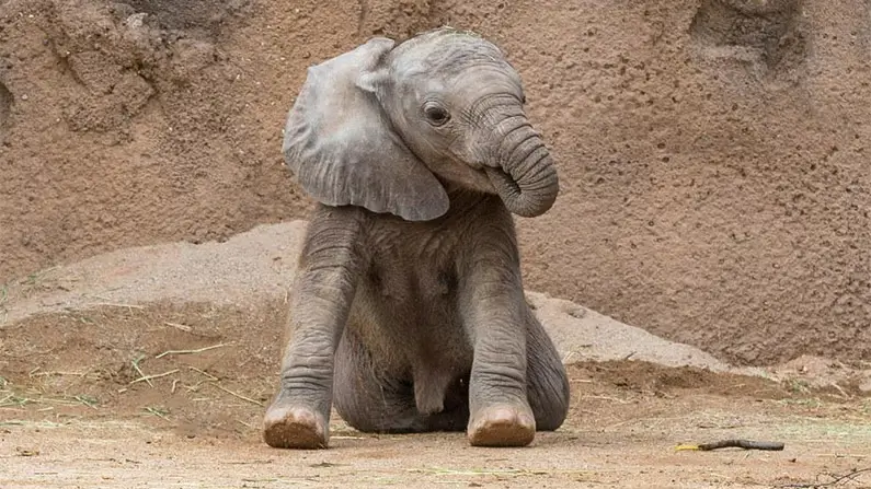 10 Elephant Facts That Will Blow Your Mind