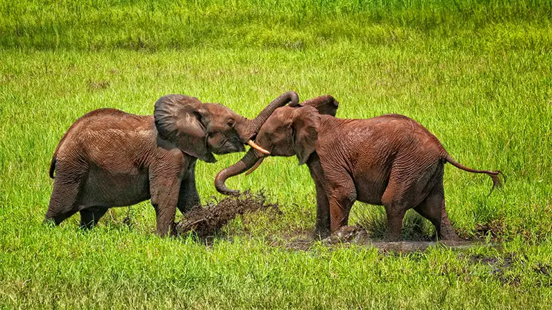 10 Elephant Facts That Will Blow Your Mind