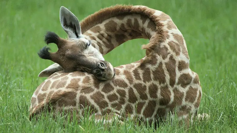10 Wild Giraffe Facts That Will Surprise You