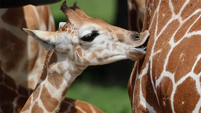 10 Wild Giraffe Facts That Will Surprise You