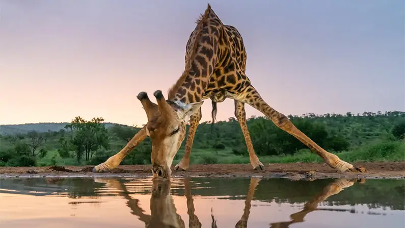 10 Wild Giraffe Facts That Will Surprise You