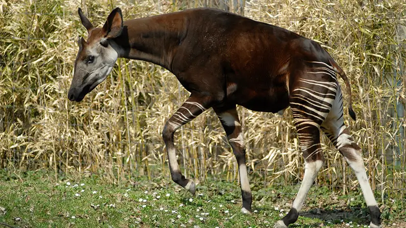 10 Wild Giraffe Facts That Will Surprise You