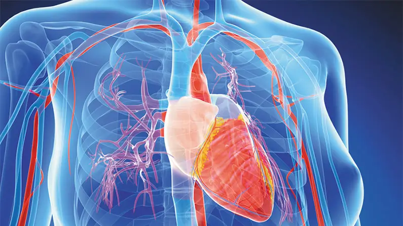 Pulse Facts: 10 Incredible Facts About Your Heart