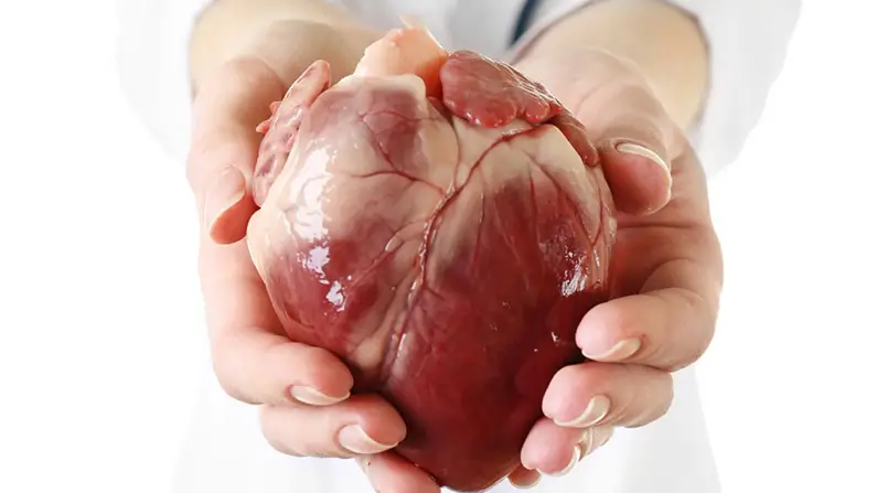 Pulse Facts: 10 Incredible Facts About Your Heart
