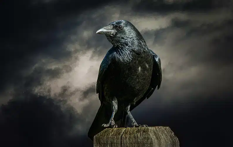Crows: Nature’s Little Professors – 10 Facts You Didn’t Know