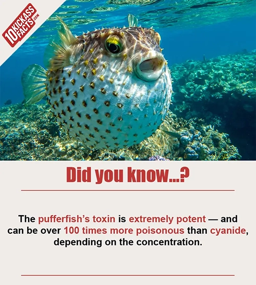 Random Picture Fact #20