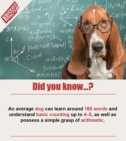 Random Picture Fact #27