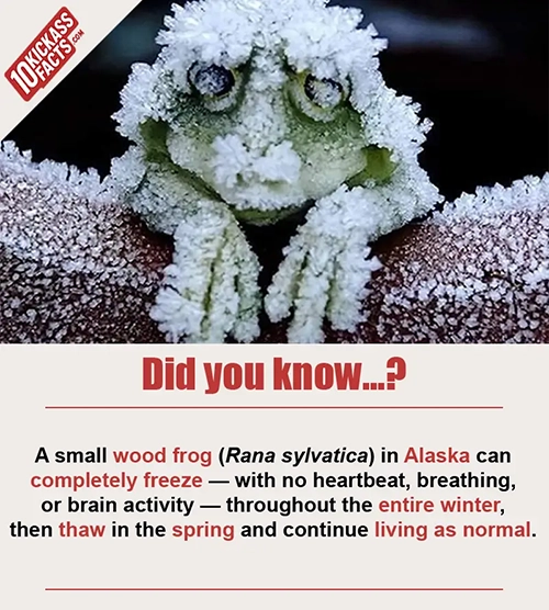 Random Picture Fact #29