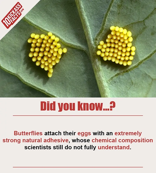 Random Picture Fact #34