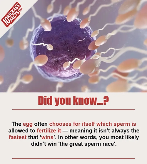 Random Picture Fact #36