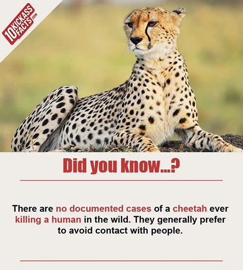 Random Picture Fact #37
