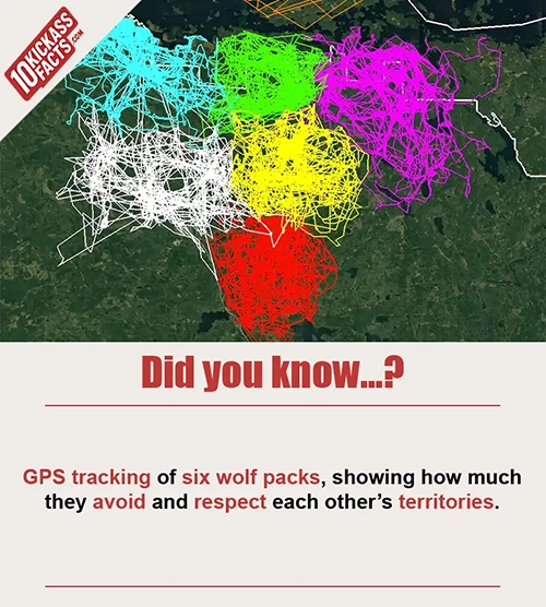 Random Picture Fact #46