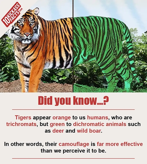 Random Picture Fact #7