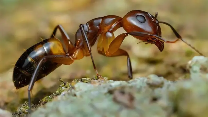 Ants – Small but Mighty! 10 Kickass Facts You Didn’t Know