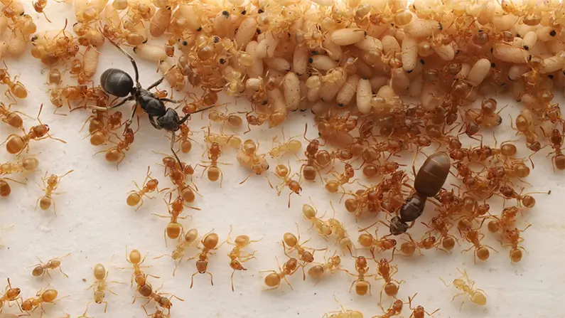 Ants – Small but Mighty! 10 Kickass Facts You Didn’t Know