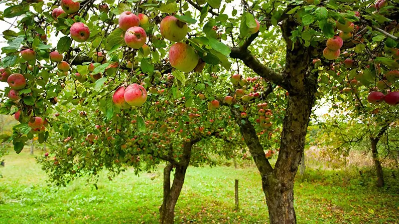 10 Facts About Apples That Are Juicier Than You Think