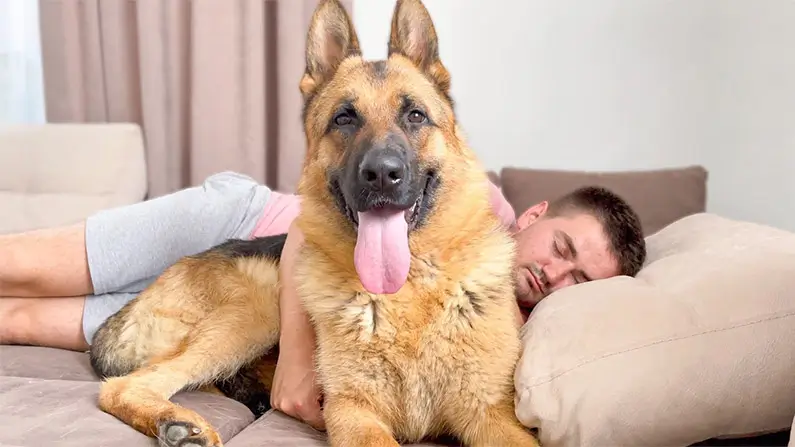 10 Kickass and Amazing Facts About German Shepherds