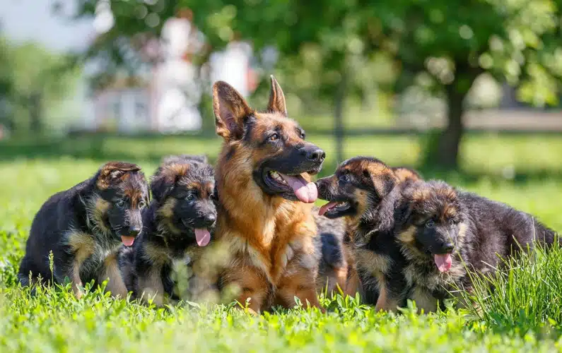 10 Kickass ana Amazing Facts About German Shepherds