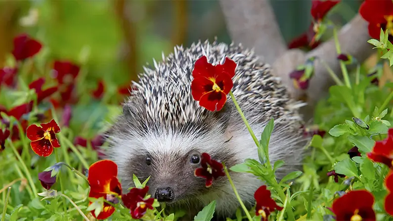 10 Prickly Facts About Hedgehogs